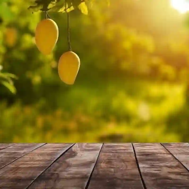 Xoài sấy dẻo hảo hạng - Hộp 500gr